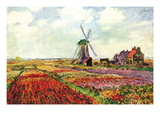 Tulips of Holland
