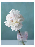 Peony in Glass