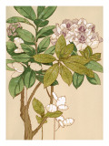Magnolia Tree Flowers