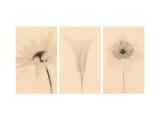Faint Petals Triptych