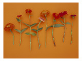 Zinnia Row on Orange