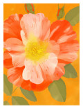Wild Orange Rose
