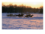 Herd of Horses