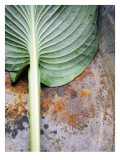 Tropical Leaf