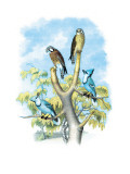 The Sparrow Hawk