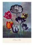 Group of Tulips