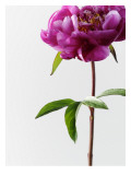 Fuscia Peony