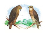 Hen Hawk and Swainson's Hawk