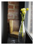 Buttercups at Window