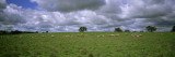 Flock of Sheep Grazing on a Field  Australia