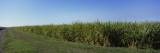 Field of Sugar Cane  Florida  USA
