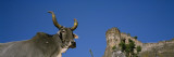 Low Angle View of a Bull  Kumbhalgarh  Rajasthan  India