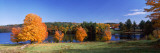 Tree in Autumn  Norway Pond  Hancock  New Hampshire  USA