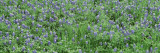 Grassy Field  Texas Blue Bonnets  Austin  Texas  USA