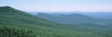 Dense Growth on Mountain Range  Adirondack Mountains  New York State  USA