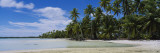 Palm Trees on an Island  Rangiroa  French Polynesia