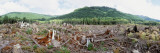 Timber Cut Down in a Forest  Olympic National Forest  Washington State  USA