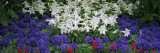 Lilies in a Garden  Botanical Gardens of Buffalo and Erie County  Buffalo  New York  USA