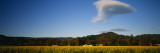 Crops in a Field  Napa Valley  California  USA