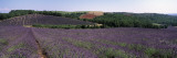 Lavenders Growing in a Field  Provence  France