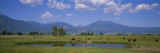 Herd of Cows Grazing in a Field  Haines  Oregon  USA