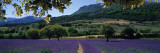 Mountain Behind a Lavender Field  Provence  France