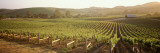Vineyards  Carneros District  Napa Valley  California  USA