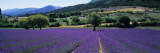 Mountain Behind a Lavender Field  Provence  France