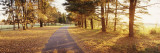 Autumn Tree along a Road  Middleburg  Virginia  USA
