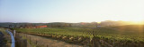 Vineyard  Spring  Carneros District  Napa Valley  California  USA