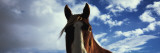 Horse  Montana  USA