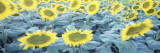 Sunflowers at Dusk  San Francisco  California  USA
