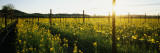 Crops in a Field  Napa Valley  California  USA