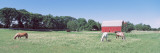 Three Horses Grazing in a Grass Field  Kent  Michigan  USA