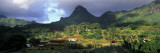 Trees in a Landscape  Moorea  French Polynesia
