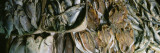 Group of Fish at a Market Stall  Wanchai  Hong Kong  China