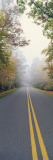 Leaves on Trees  Blue Ridge Parkway  North Carolina  USA
