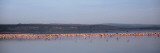 Flamingo Birds in the Lake  Lake Nakuru National Park  Kenya