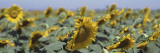 Field of Sunflowers  Central Valley  California  USA