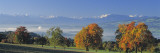 Pear Trees in the Swiss Midlands  Reusstal  Switzerland