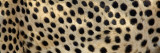 Spots on a Cheetah