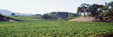Vineyards  Napa Valley  California  USA