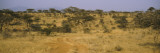 Trees on a Landscape  Samburu National Reserve  Kenya