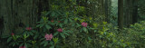Rhododendron Flowers in a Rainforest  California  USA
