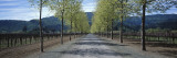 Trees on Both Sides of a Road  Napa Valley  California  USA