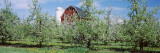 Apple Trees in an Orchard  Kent County  Michigan  USA
