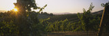 Vineyard at Sunset  Napa Valley  California  USA