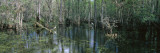Water in the Dense Tropical Forest  Big Cypress National Preserve  Florida  USA