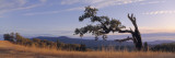 Lone Tree on a Cliff  Bob Hope Oak Eight Mile Ridge  Humboldt County  California  USA