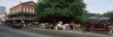 Horse Driven Carriages on a City Street  New Orleans  Louisiana  USA